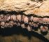 Do Bats Hibernate? 🦇 Inside Their Winter Survival Strategy