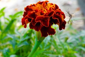 Do Marigolds Repel Mosquitoes? 🦟Nature’s Brightest Bug Deterrent