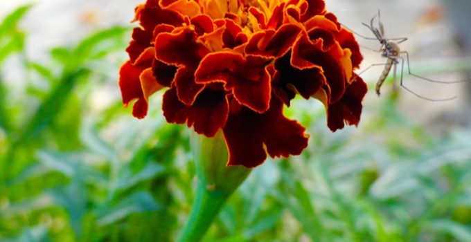Do marigolds repel mosquitoes?