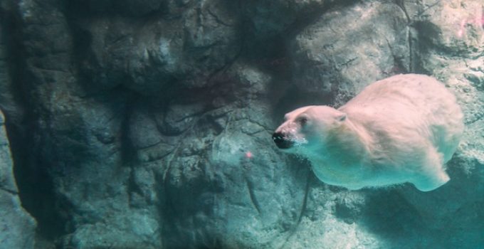 Can bears swim?