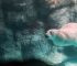 Can Bears Swim? 🐻What Science Says About Their Aquatic Abilities