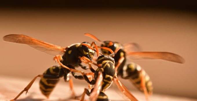 How do bees communicate?