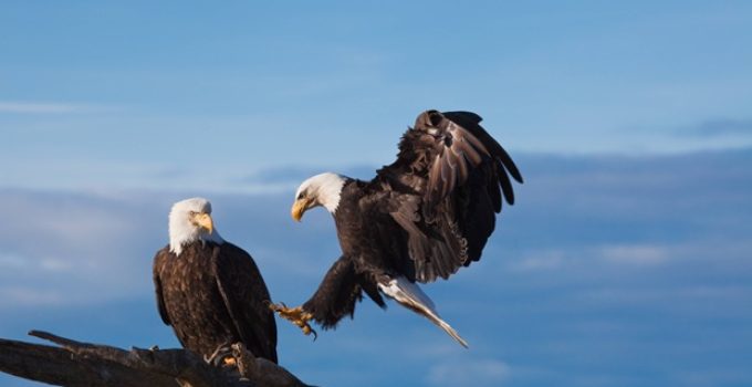 Do eagles mate for life?