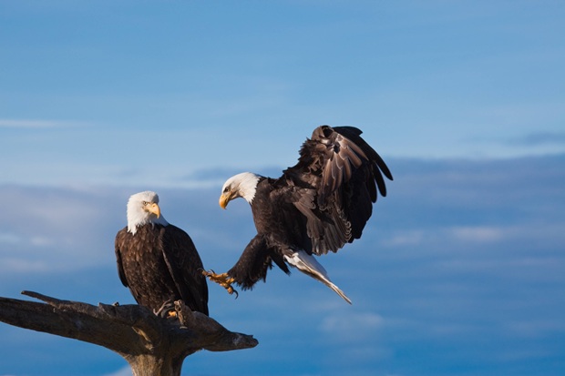 Do eagles mate for life?